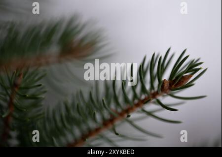 Delicate close up of pine needles with gray background Stock Photo