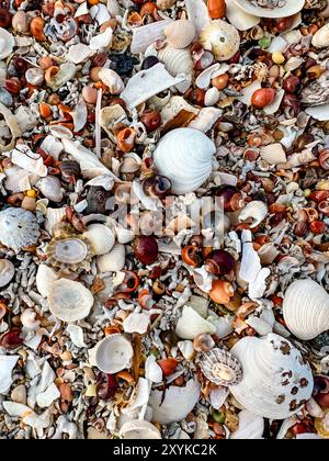 Close Up of Seashells on the Beach Stock Photo