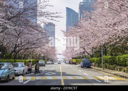 Cherry Blossom at Busan, South Korea, Asia Stock Photo