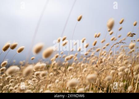 Golden grass topped with seed clusters blowing in wind Stock Photo
