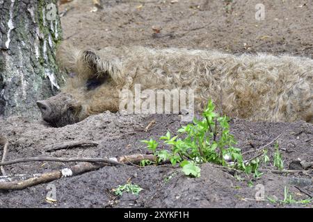 Mangalica in a muddy pool. Mangalica woolly pig in a muddy pool Stock Photo