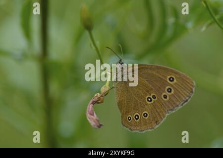 Ringlet sit on a blade of grass Brown woodland bird in the morning sun Stock Photo