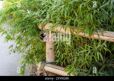 A fence made of bamboo and rope is covered in green leaves. The fence is in a park and the leaves are growing on it Stock Photo