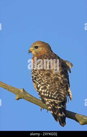 Red-shouldered hawk (Buteo lineatus), Venice Landfill, Venice, Florida, USA, North America Stock Photo