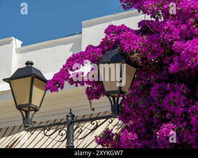 Colourful summer flowers in bright pink entwine two classic lanterns on a white house wall under a blue sky, ibiza, mediterranean sea, spain Stock Photo