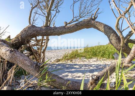 Old tree trunk lies on a sandy beach with dunes, forest and cloudy sky Stock Photo