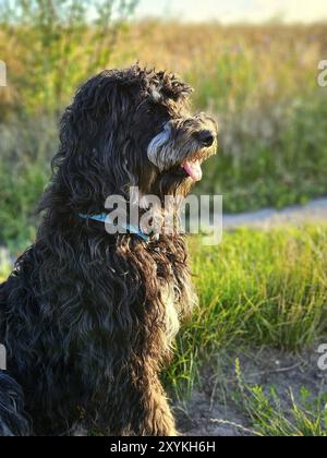 Goldendoodle dog sitting on the meadow. Black doodle with phantom drawing. Lovely loyal pet in nature. Animal photo Stock Photo