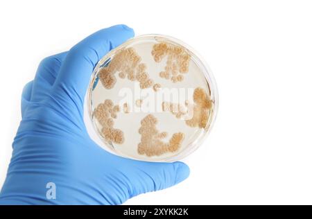 Fungi grow on agar plate in laboratory Stock Photo