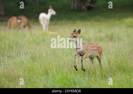 Fallow deer at escape, fallow deer on the run. Young animal Stock Photo