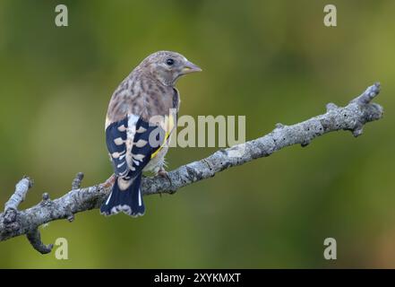 Young European goldfinch (Carduelis carduelis) perched on lichen covered branch in sweet evening light Stock Photo