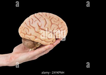 Female hand holding model human brains isolated on black background Stock Photo