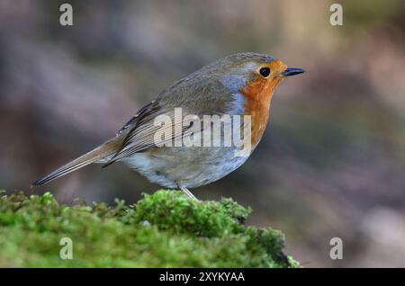 Adult robin perched in winter Stock Photo