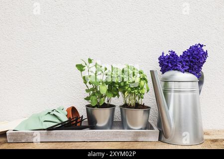 Gardening hobby concept, blue purple Hyacinth, green mint and basil herbs in metal pot, small garden pitchfork or rake and shovel, gloves, ceramic pot Stock Photo