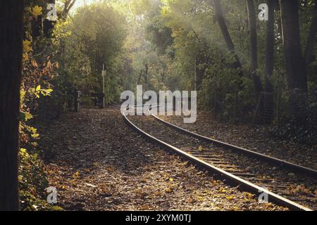 Railroad tracks through a grove in autumn mood and light incidence. deciduous forest in beautiful autumn colors Stock Photo