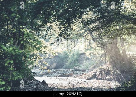 Bright sun shining through green tree leaves on peaceful day in amazing mystic forest Stock Photo