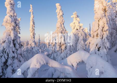 Winter landscape, Muddus National Park, Laponia World Heritage Site, Norrbotten, Lapland, Sweden, November 2016, Europe Stock Photo