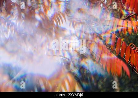 Abstract blurred autumn foliage with prismatic light refractions. Concept of nature, optical effects, dreamy landscapes, fall colors, impressionistic Stock Photo