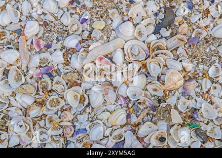 Many different seashells on the beach Stock Photo
