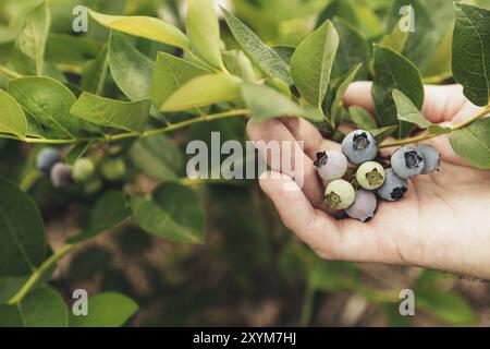 Closeup view of human farmer hand while picking fresh ripe blueberry from bush branch or shrub outdoors at homemade garden or fruit farm field. Harves Stock Photo