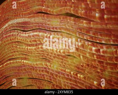 Microscopic view of nerve fibers. A nerve fiber is a threadlike extension of a nerve cell in the nervous system Stock Photo