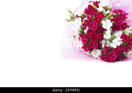 Bouquet of Carnation (Dianthus chinensis) flowers closeup, white and red isolated on white Stock Photo