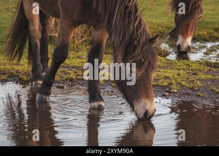 Wild Exmoor Ponies, seen on Porlock Hill in Somerset, England, UK Stock Photo