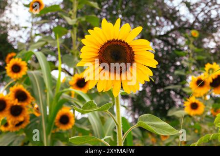 Scenic view of a Sunflower garden against the background at Mount