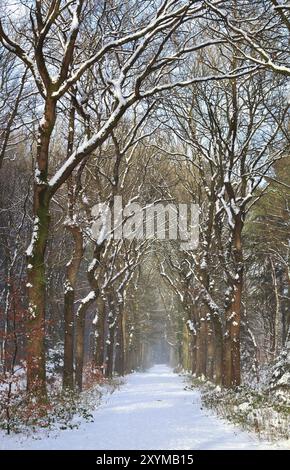 Path in white snow winter forest, Drenthe, Netherlands Stock Photo