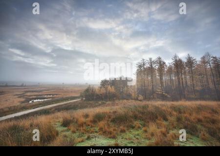 Misty clouded autumn morning over swamps and forest, Duurswoude, Friesland, Netherlands Stock Photo