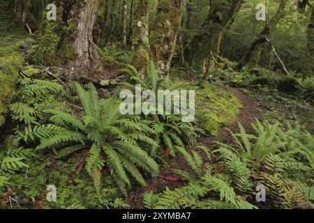 Scene in the Fjordland National Park New Zealand. Tramping path leading trough a green forest with ferns and moss Stock Photo