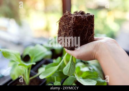 Gardener checking root system of foxglove seedlings. Close up of digitalis roots. Worker taking care of plants on nursery Stock Photo