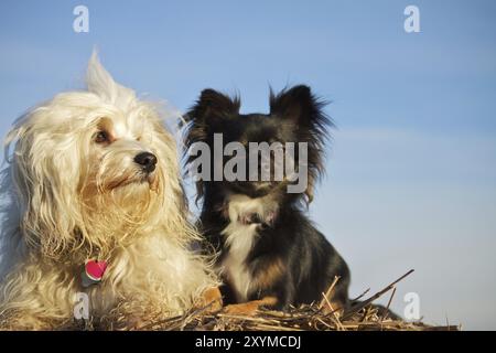 Havanese and Chihuahua lie together on the straw and gaze into the distance Stock Photo