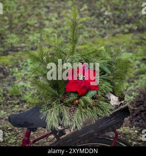 Red poinsettia flower in an arrangement of fir brushwood in a wine crate on a bicycle carrier Stock Photo