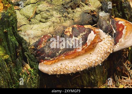 Tinder fungus, Tinder Fungus 05 Stock Photo