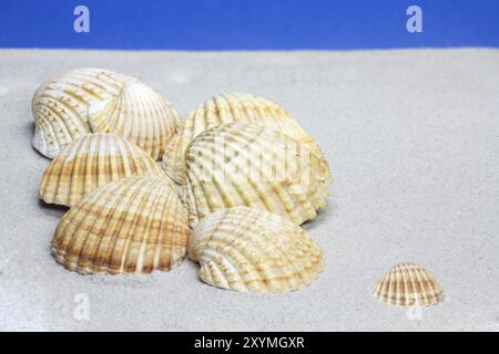 Cockleshells on sand with blue sky as background Stock Photo