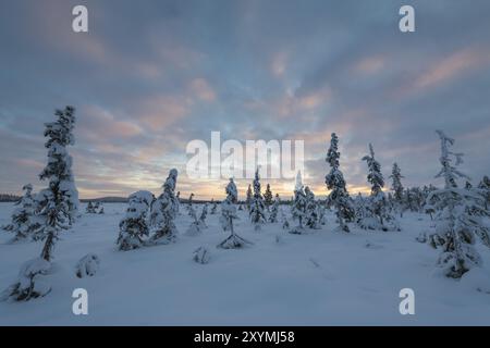 Winter landscape, Muddus National Park, Laponia World Heritage Site, Norrbotten, Lapland, Sweden, November 2017, Europe Stock Photo