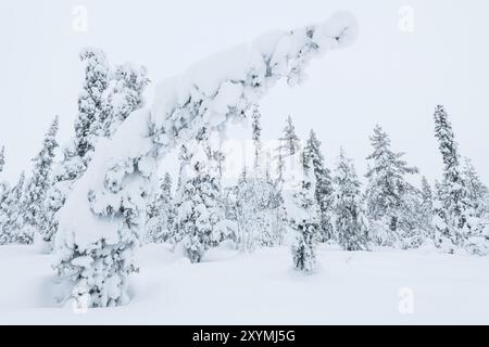 Winter landscape, Muddus National Park, Laponia World Heritage Site, Norrbotten, Lapland, Sweden, November 2017, Europe Stock Photo