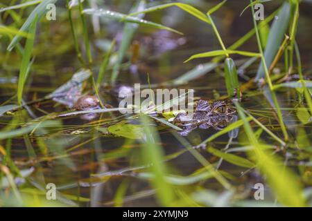 Northern spectacled caiman (Caiman crocodilus), juvenile lying in the water, Tortuguero National Park, Costa Rica, Central America Stock Photo