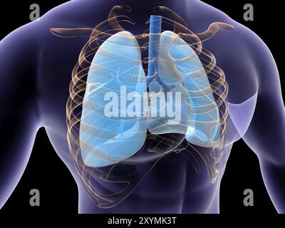 Conceptual image of human lungs and rib cage Stock Photo