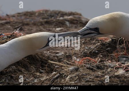 Two squabbling gannets on the bird island of Heligoland, the bird on the right is infected with bird flu Stock Photo