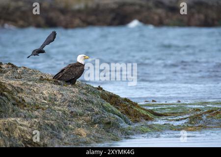 A carrion crow flies behind a perched bald eagle on the west coast of Vancouver Island Stock Photo