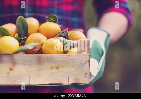 Box of the tangerine in the hands of a man in a plaid shirt. Close up Stock Photo