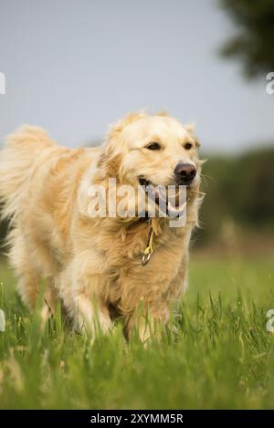 Golden Retriever Running in Fields Stock Photo - Alamy