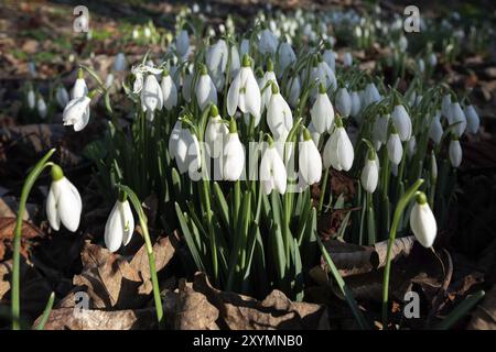 Snowdrops flowering in January in Folkington East Sussex Stock Photo