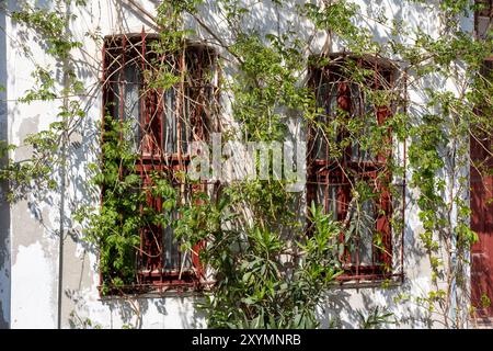 Old fashioned retro wooden windows with ivy plant white wall Stock Photo