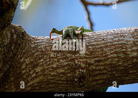 A close-up shows an iguana's claws gripping the rough surface of a tree branch. The background contrasts sharply with a clear blue sky, Stock Photo