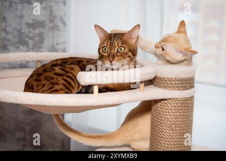 Two cats fighting on a cat tree. Bengal adult cat and red Burmese kitten playing indoors. Stock Photo