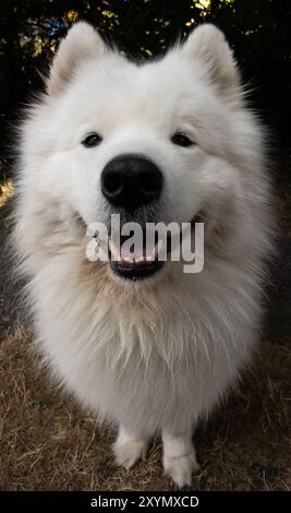 Funny close-up portrait of a standing Samoyed dog looking directly at the camera with big smile, showing its small bottom teeth in a summer garden Stock Photo