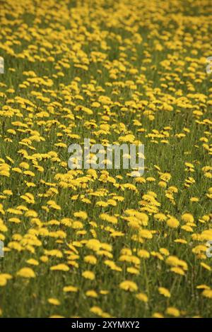 Taraxacum officinale agg. en gros Stock Photo