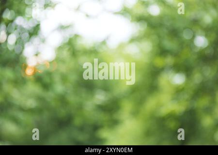 Green tree leaf on blurred background with beautiful bokeh, copy space for text. Nature concept. Closeup of leaves and sunlight with greenery use as d Stock Photo